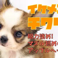 【 チワワ 】マズル短めのアップルヘッド!眼力バッチリのイケメン君!