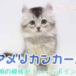 【 アメリカンカール 】別名「猫のピーターパン」・チャームポイントは頭の模様！