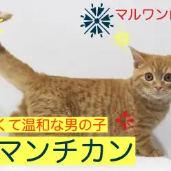 【 マンチカン 】優しくて温和な男の子に成長！セカンドインプレ！