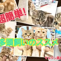【 お役立て情報 】超簡単！高井戸店版 猫の多頭飼いのススメ♪