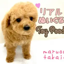 【 トイプードル 】リアルぬいぐるみ？！可愛さの秘密教えちゃいます！！