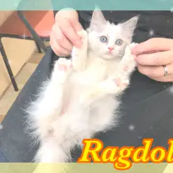 【 ラグドール 】いい子過ぎて思わずぎゅーっとしたくなる！そんな子が城山に！