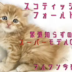 【 スコティッシュフォールド 】モフラー必見！緊張知らずのスーパーモデルCAT！