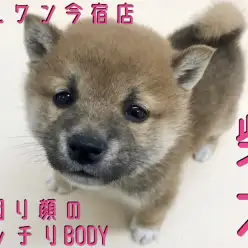 【 柴犬 】困り顔のまん丸フェイス！おっとりオシャレ男子の動画も盛り沢山！