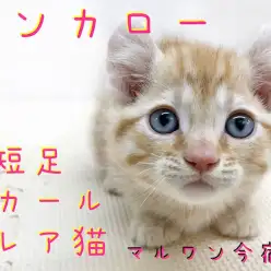 【 キンカロー 】超希少！短足エンジェルイヤーのレアにゃんこが今宿店に電撃入店！