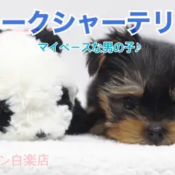 【 ヨークシャーテリア 】マイペースヨーキー！特技はヘソ天で寝れちゃうこと！