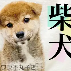 【 柴犬 】ころりんボディが可愛すぎ！日本犬と言ったらやっぱり柴犬。