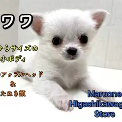 【 チワワ 】手にのっちゃう極小サイズ！お鼻短め白たぬきっチワワ♪