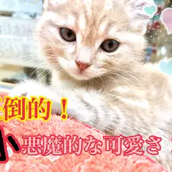 【 アメリカンカール 】不思議なお耳と小悪魔な可愛さ♡