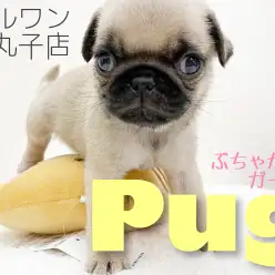 【 パグ 】なんだか癖になる可愛さ…癒やし系パグちゃん！