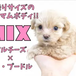 【 MIX 】手乗りサイズのミニマム系！ビョーンと伸びちゃう癖は必見の可愛さ！
