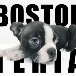 【 ボストンテリア 】スーパー短毛のピークフェイス！温厚ボストンをご紹介！