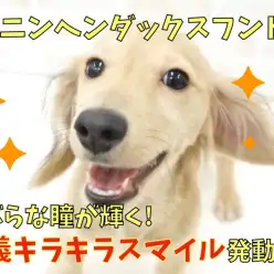 【 カニヘン・ダックスフント】つぶらな瞳が輝く!奥義キラキラスマイル発動中！