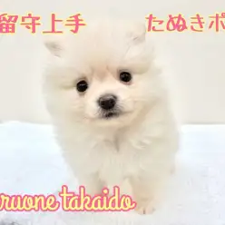 【 ポメラニアン 】みんなが嫉妬する「留守番上手」とはボクのこと！！