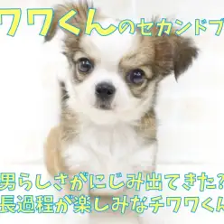 【 チワワ 】男らしさが滲み出てきた、チワワくんのセカンドブログ！