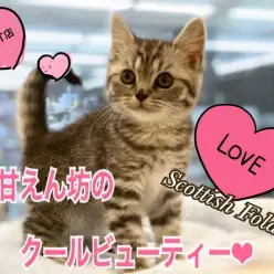 【 スコティッシュフォールド 】港北NTのクールビューティ－は甘えん坊！