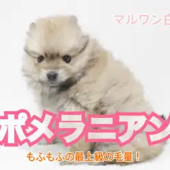 【 ポメラニアン 】超レア！子犬の中でも最上級の毛量の持ち主！