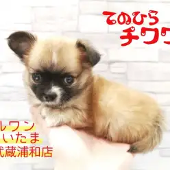 【 チワワ 】マルワンといえば手のひらチワワ!ドワーフタイプの男の子!