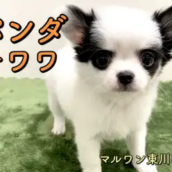 【 チワワ 】一度でも見たら引き込まれる超個性！衝撃のパンダ柄チワワ♪