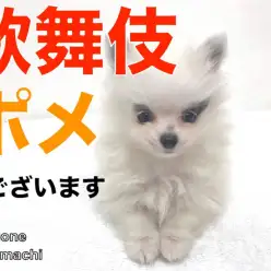 【 珍ポメラニアン 】まるで歌舞伎役者の様なルックスの持ち主現る!