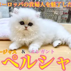 【 ペルシャ 】猫界の貴族！美しさと気品の猫