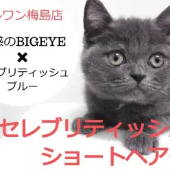 【 ブリティッシュショートヘア・子猫 】魅惑のビッグアイをGETするのは誰だ!