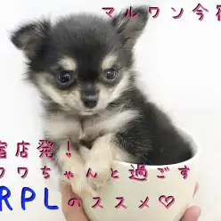 【 チワワ 】甘辛フェイスの手乗りチワワ!ウルトラライトペットライフでGO!