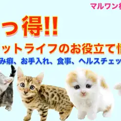 【 お役立て情報 】知っ得！実は知らない？キャットライフを快適に送る為の豆知識！