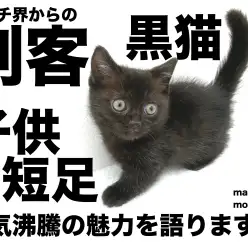 【 黒マンチカン 】マンチ界からの刺客！短足黒猫の不思議な魅力を語ります！