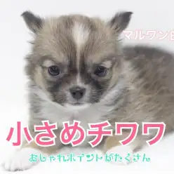 【 小さめ チワワ 】レアカラー！おしゃれポイントがたくさんの女の子が登場！