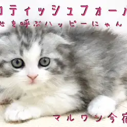 【 スコティッシュフォールド 】幸せを呼ぶ垂れ耳ニャンコ!遊び上手な元気っ子!