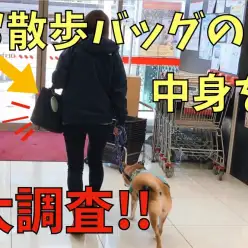 【 みんなのお散歩道具 】ワンコのお散歩時のバッグの中身を大調査！