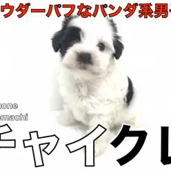 【 チャイクレ 】超希少種！パウダーパフの知られざる優等生はパンダ柄！