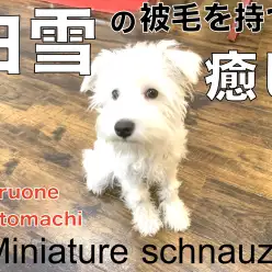 【 ホワイトシュナウザー 】白い被毛を持つオールラウンダードッグ！