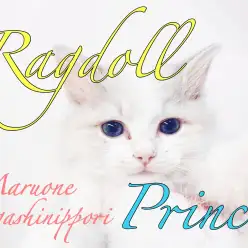 【 ラグドール 】青い瞳が愛らしい美男子登場！注目度No.1アイドルキャット！