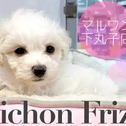 【 ビションフリーゼ 】ワンちゃん初心者必見!寝相にも注目なマイペースガール。