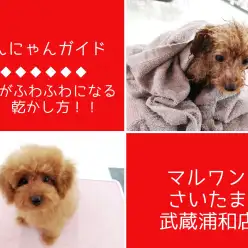 【 わんにゃんガイドVol.4 】子犬がふわふわになる乾かし方を伝授！ドライ編