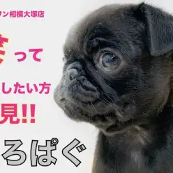 【 黒パグ 】タピオカじゃないよ！思わず笑ってしまう表情豊かなコメディアン！