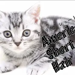 【 アメリカンショートヘア 】アメショ好きスタッフべた惚れの美形甘ったれちゃん！