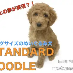 【 スタンダードプードル 】絶大な安心感！キングサイズのぬいぐるみ犬登場！