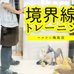 【 お役立て・犬を落ち着かせる方法 】境界線トレーニングで従順度アップ大作戦!