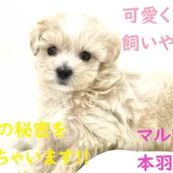 【 マルプー 】可愛くて飼いやすいと人気の秘密をご案内しちゃいます！