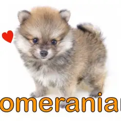 【 ポメラニアン 】丸いシルエットとあざと可愛さは男性支持率NO.1！？