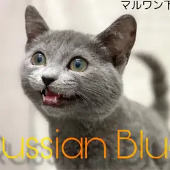 【 ロシアンブルー 】ロシアの貴公子は魅力がたっぷり