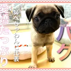 【 パグ 】パグ界のアイドル！1度見たら忘れられない可愛さ！