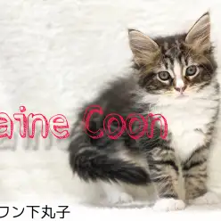 【 メインクーン 】誇り高きジェントルジャイアント