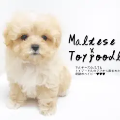 【 MIX犬・子犬 】アプリコットカラーと丸みのあるディテールのマルプー登場！