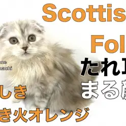 【 スコティッシュフォールド 】たれ耳!丸顔!美しき焚き火オレンジキャット登場!