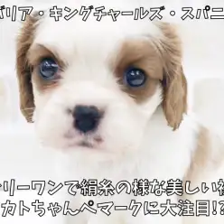 【 キャバリア 】オンリーワンで絹糸の様な美しい被毛！カトちゃんペ印に大注目！