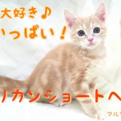 【 アメリカンショートヘア 】元気一番！遊びが大好きな男の子！